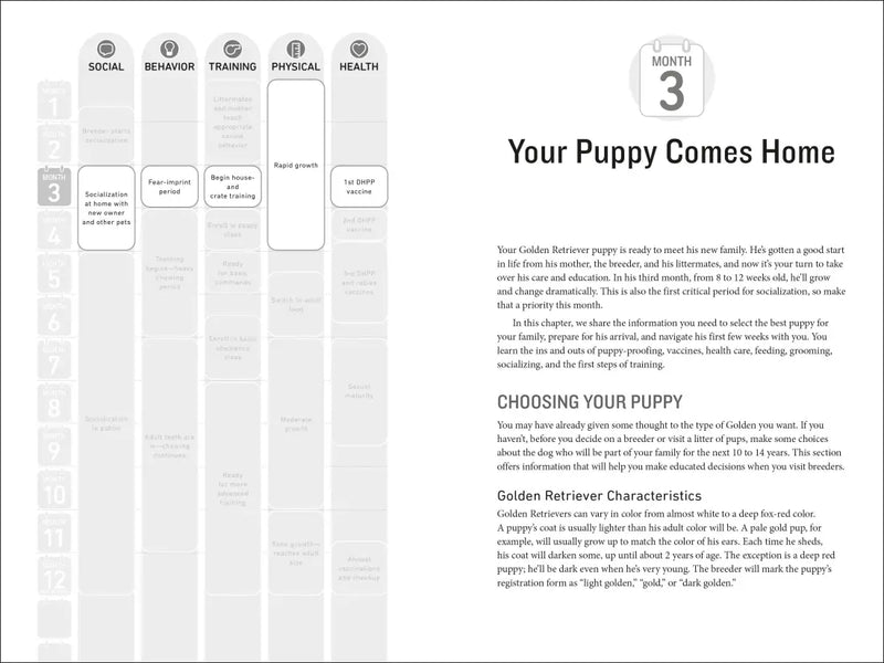 Your Golden Retriever Puppy Month by Month US - Paperback / softback