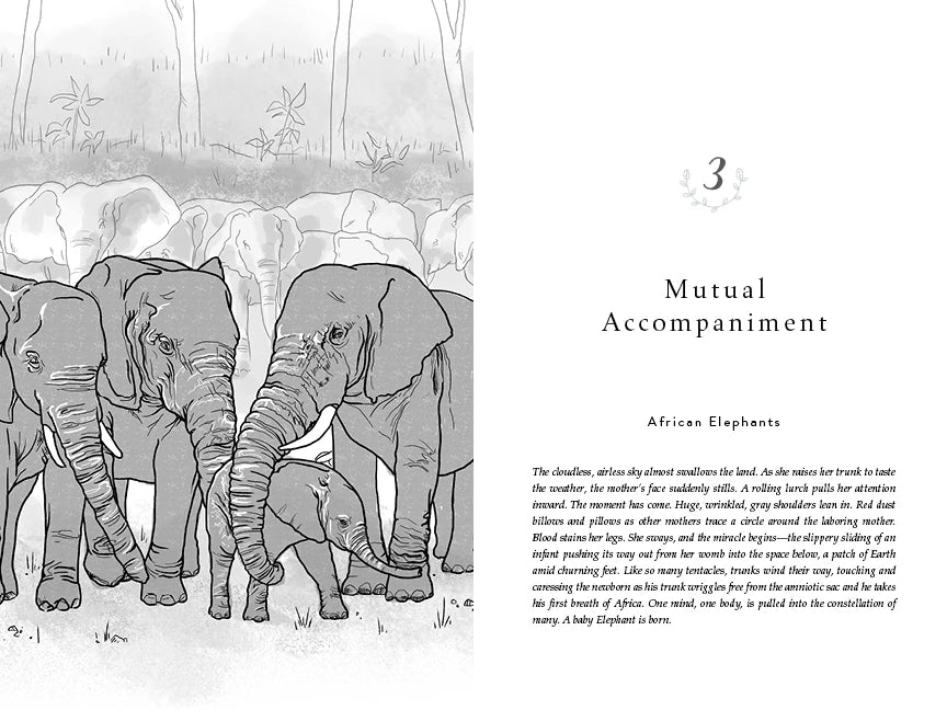 The Evolved Nest US - Paperback / softback