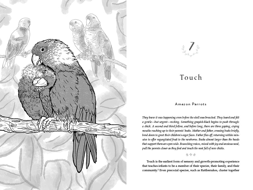 The Evolved Nest US - Paperback / softback