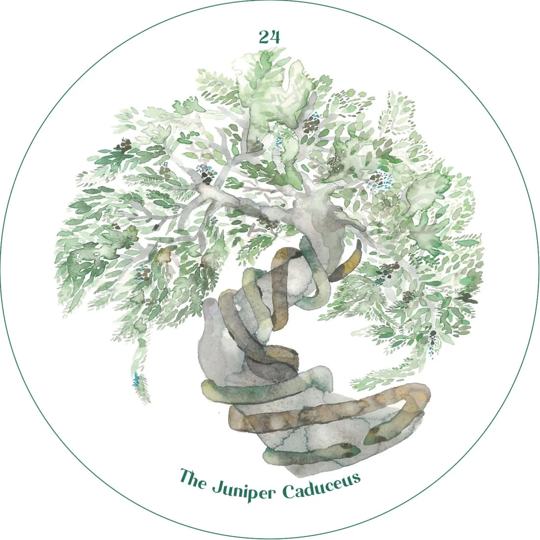 The Cantigee Oracle US - Cards