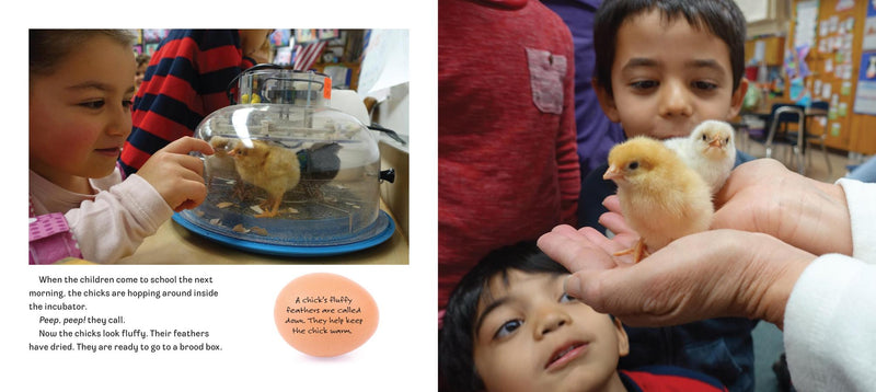 Hatching Chicks in Room 6 US - Paperback / softback