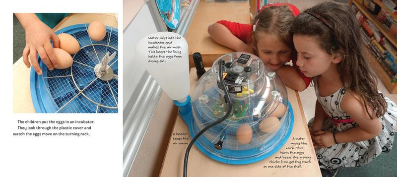 Hatching Chicks in Room 6 US - Paperback / softback