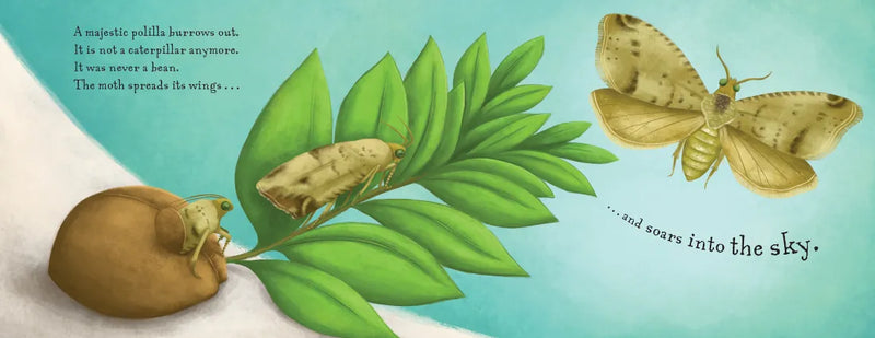 Not a Bean US - Paperback / softback