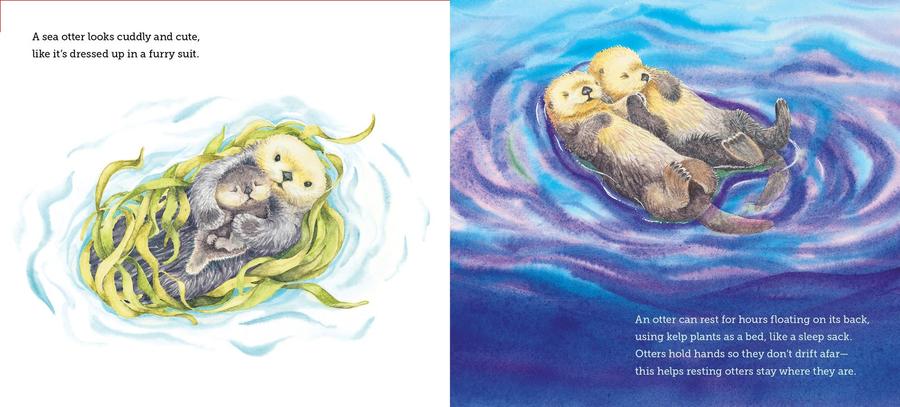 Where Do Ocean Creatures Sleep at Night? US - Hardback
