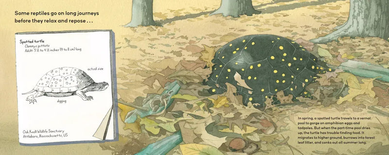 Summertime Sleepers US - Paperback / softback