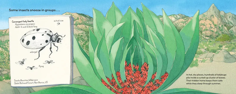 Summertime Sleepers US - Paperback / softback