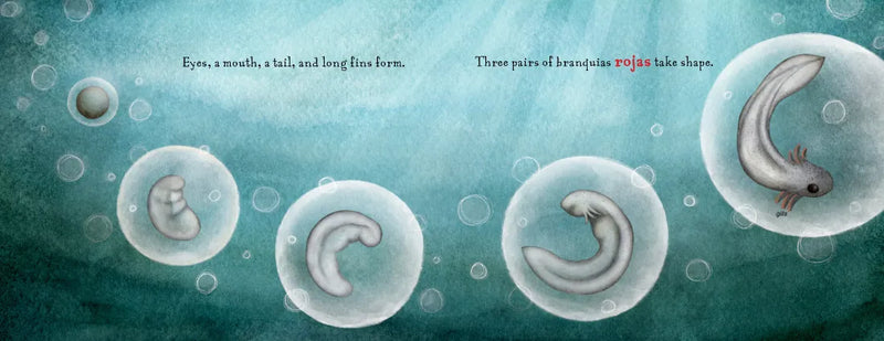 Not a Monster US - Paperback / softback