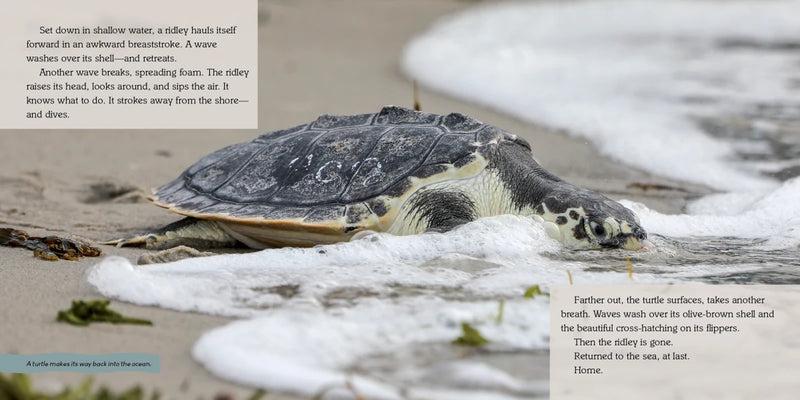 Turtles Heading Home! US - Hardback