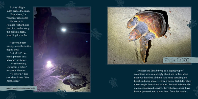 Turtles Heading Home! US - Hardback