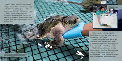 Turtles Heading Home! US - Hardback