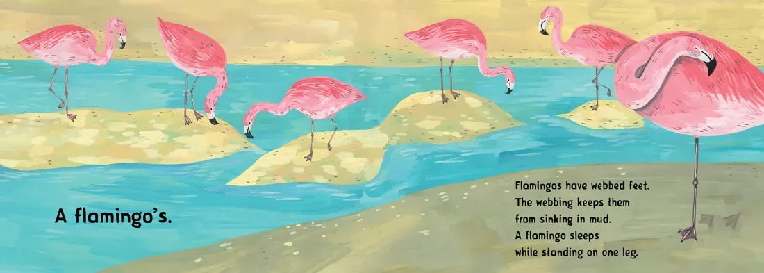 Whose Footprint Is That? US - Board book