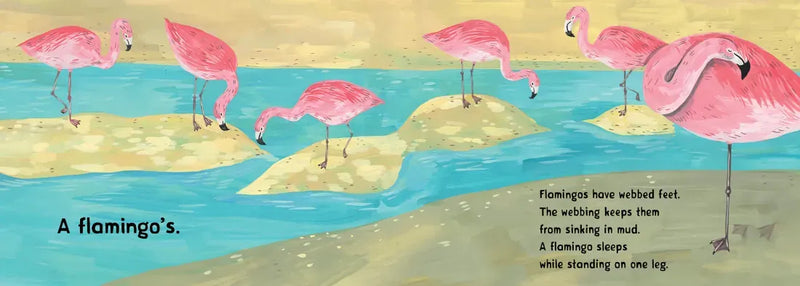 Whose Footprint Is That? US - Board book