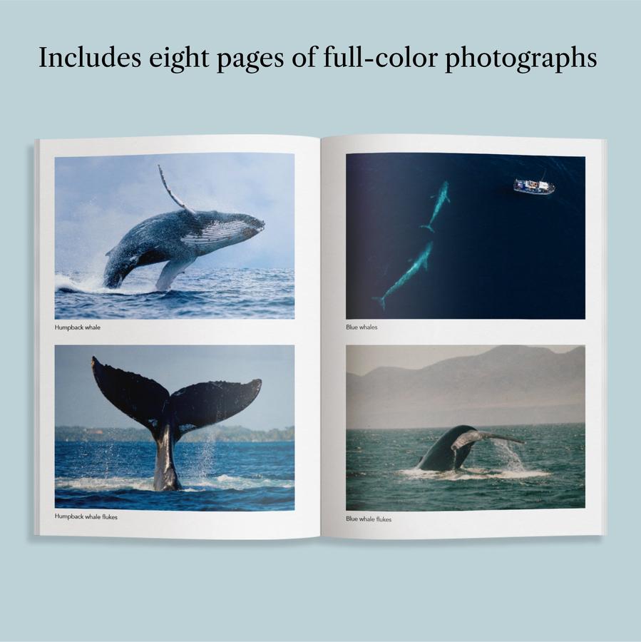 The Breath of a Whale US - Paperback / softback