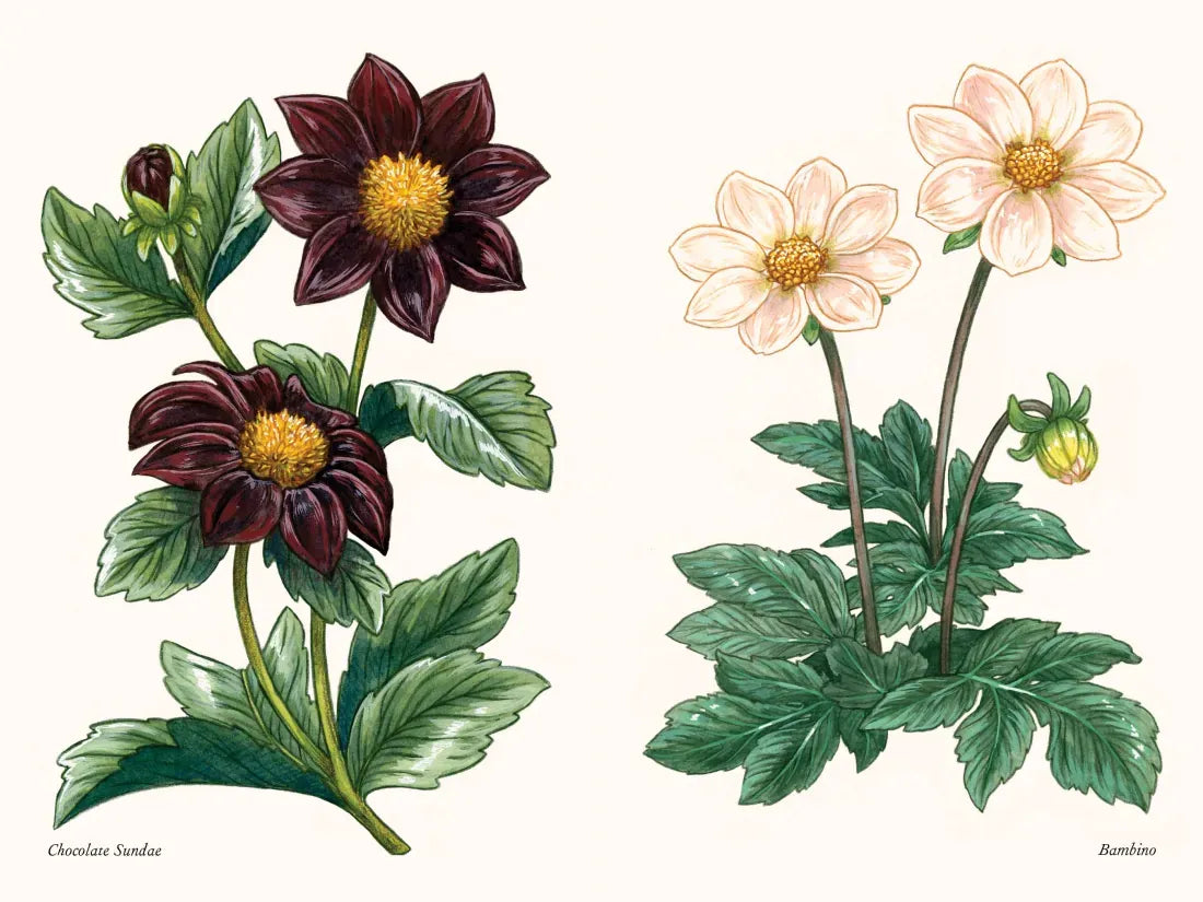 Dahlias US - Hardback