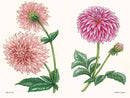 Dahlias US - Hardback