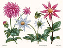 Dahlias US - Hardback