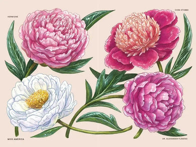 Peonies US - Hardback