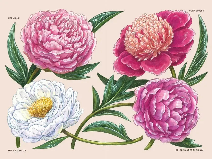 Peonies US - Hardback