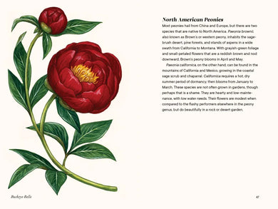 Peonies US - Hardback
