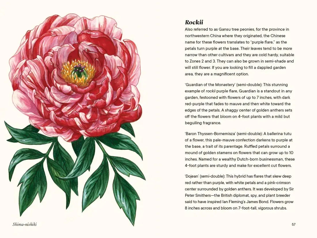 Peonies US - Hardback