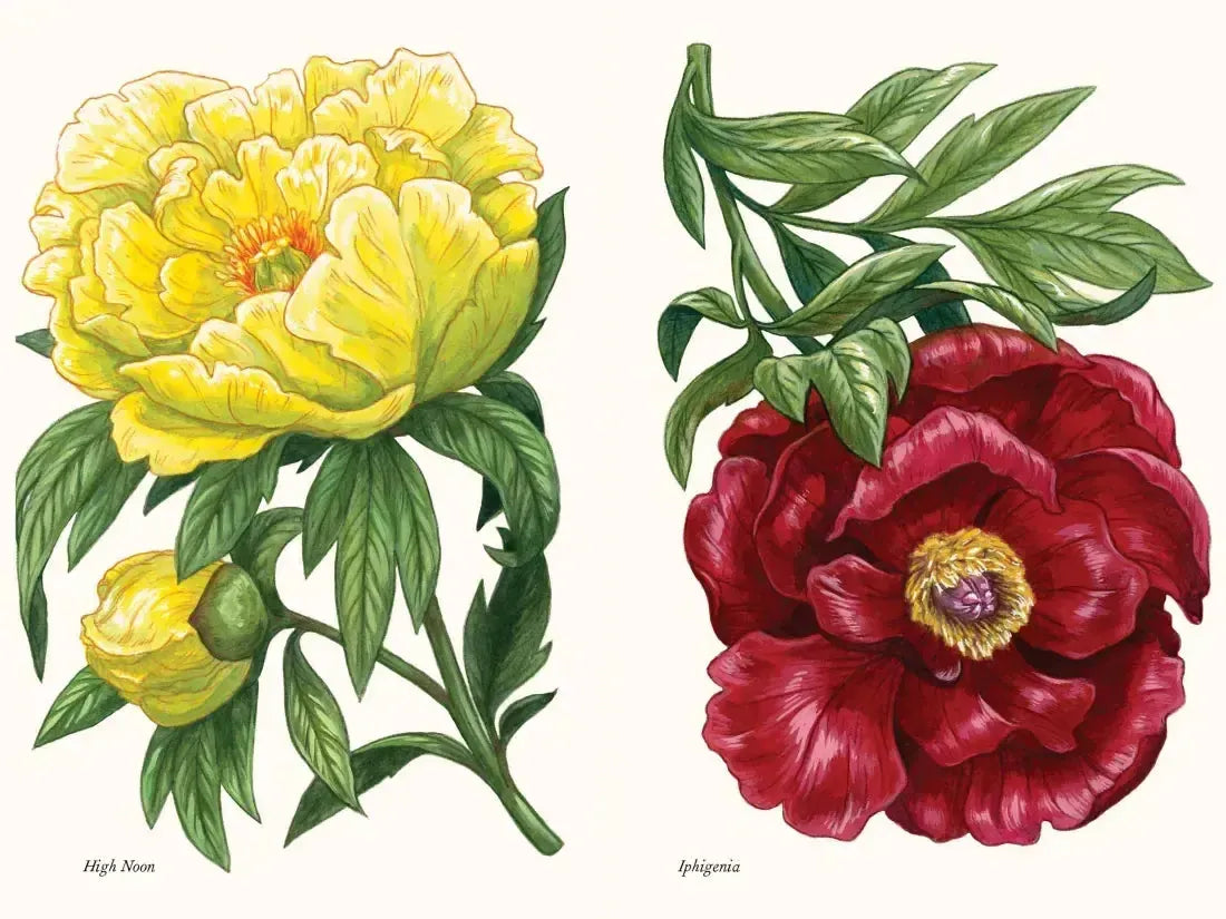 Peonies US - Hardback