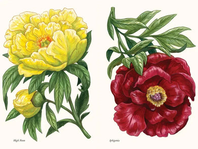 Peonies US - Hardback