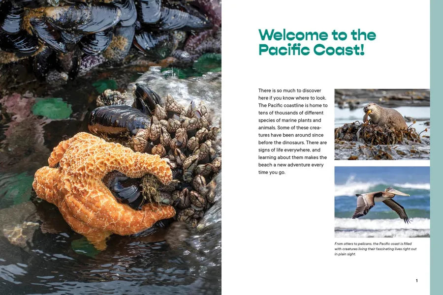 Let’s Explore the Beach! US - Paperback / softback