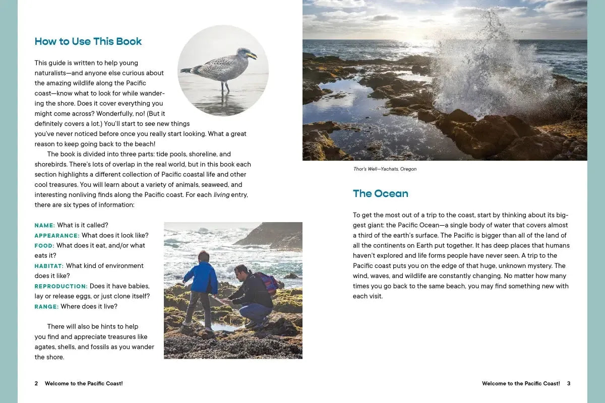 Let’s Explore the Beach! US - Paperback / softback