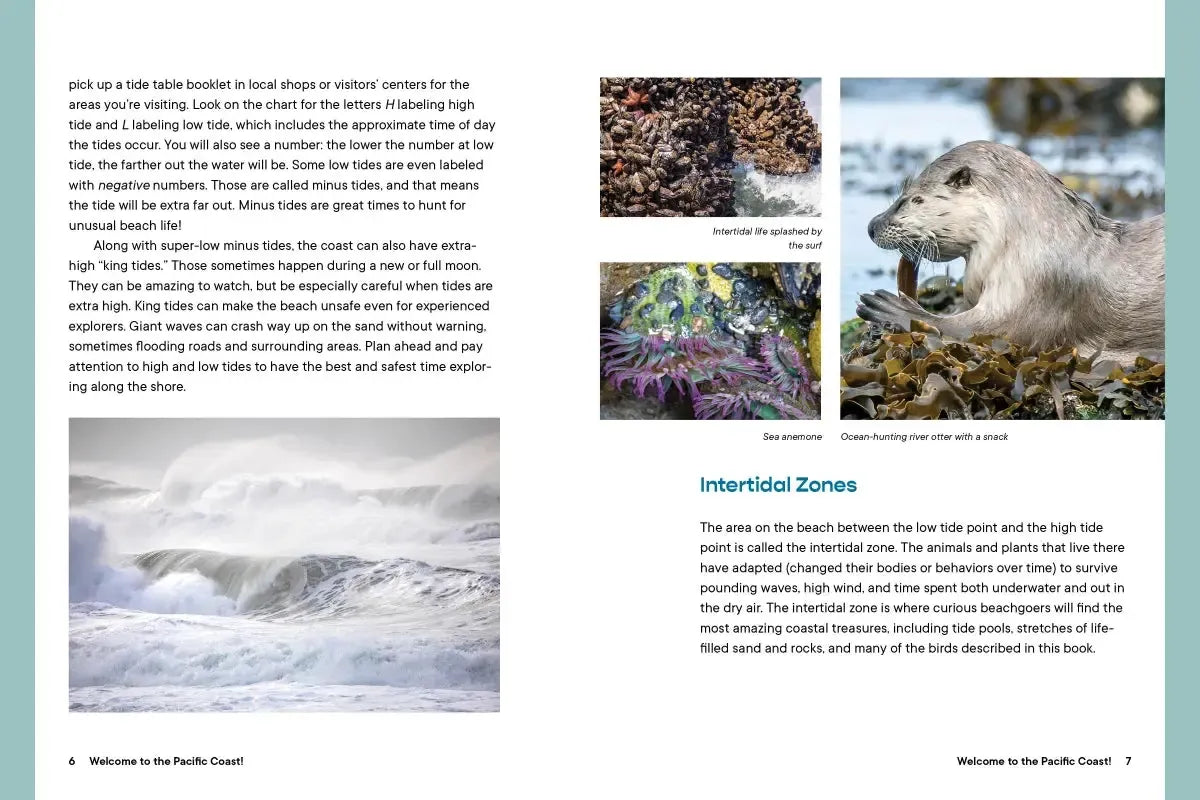 Let’s Explore the Beach! US - Paperback / softback