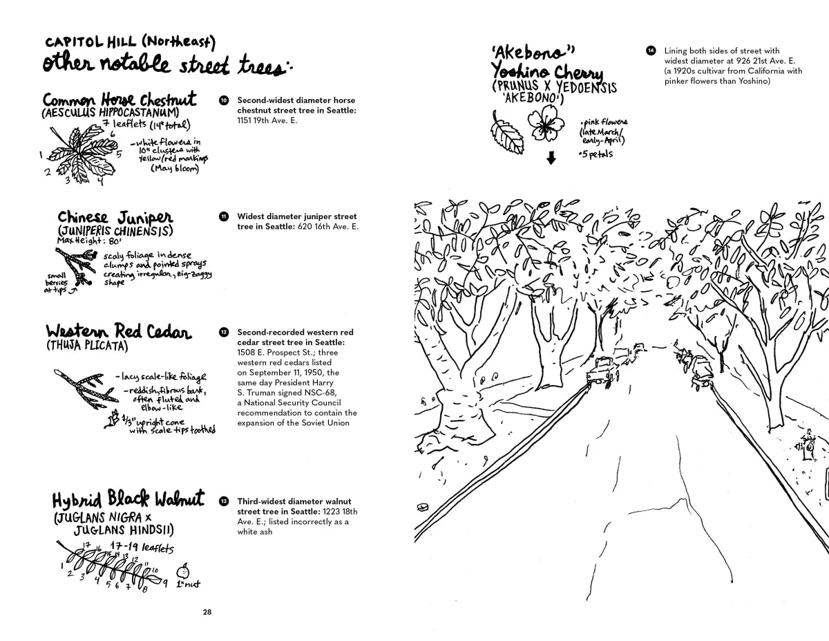 Street Trees of Seattle US - Paperback / softback