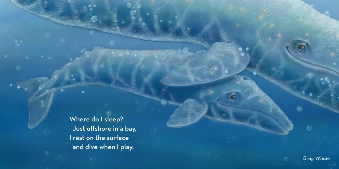 Where Do I Sleep? US - Board book (9781632175311)