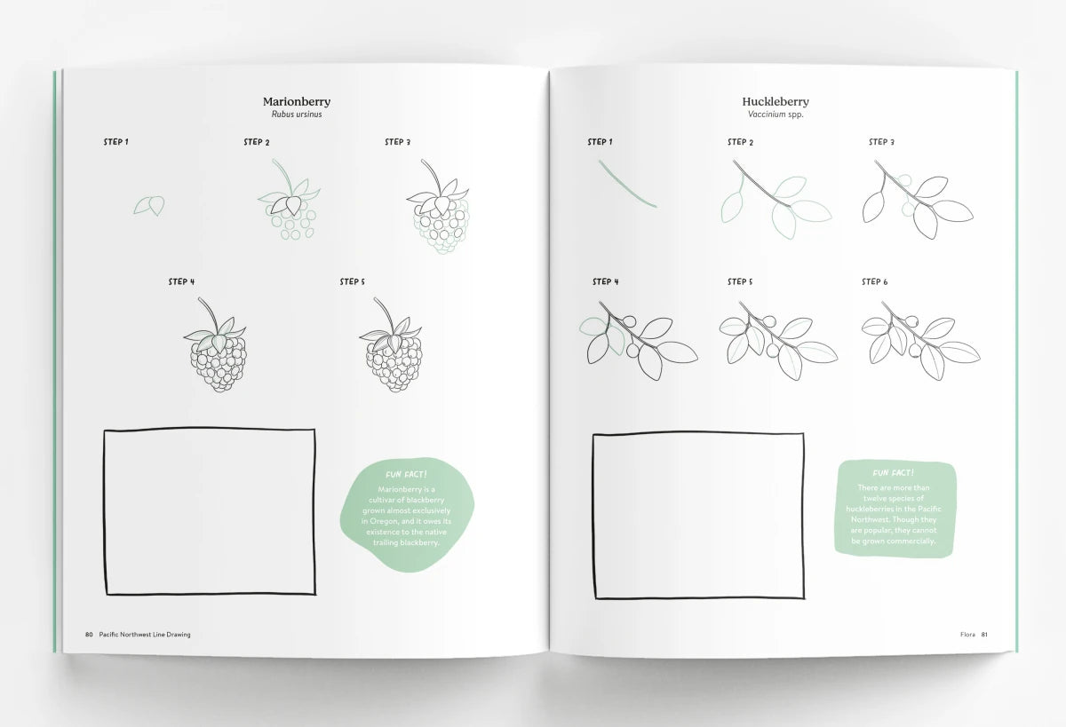 Pacific Northwest Line Drawing US - Paperback / softback