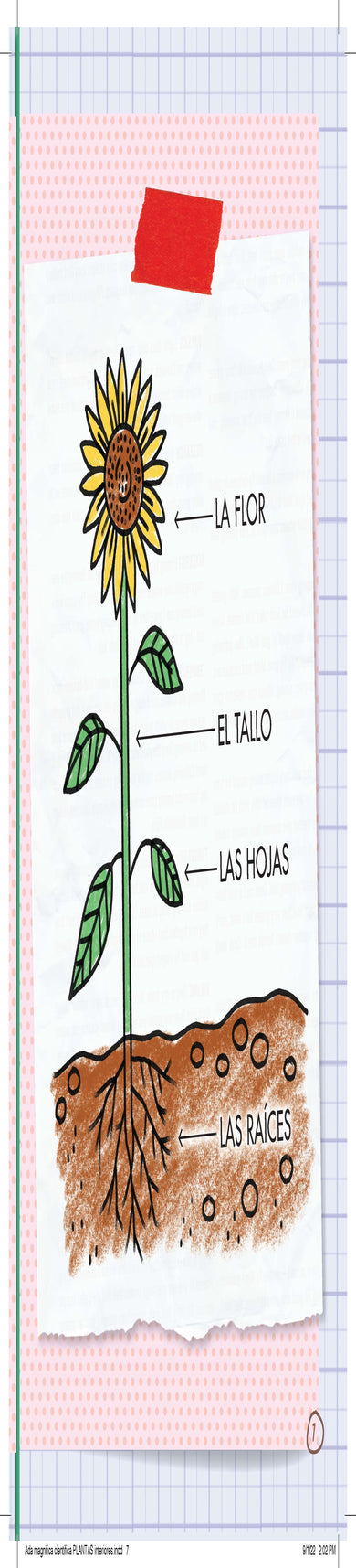 Ada Magnífica, científica investiga: Todo sobre las plantas / The Why Files: Plants interior 7 (ISBN 9781644737033)