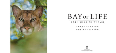 Bay of Life inside page 2