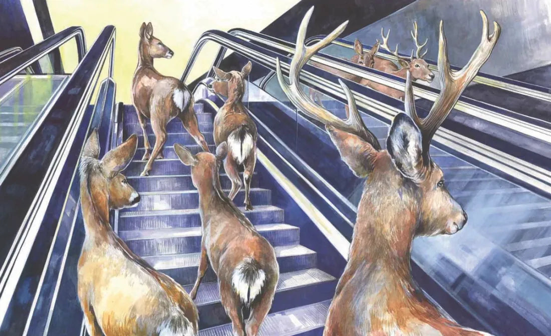 Sea Lions in the Parking Lot US - Hardback