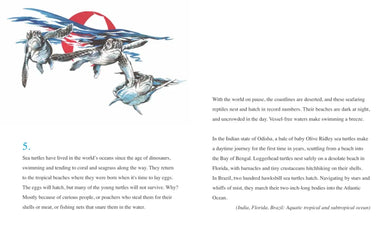 Sea Lions in the Parking Lot US - Hardback