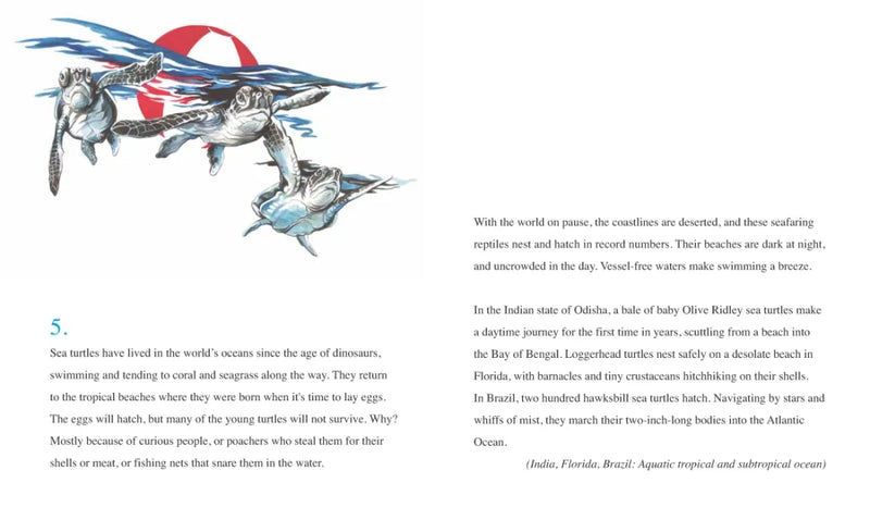 Sea Lions in the Parking Lot US - Hardback