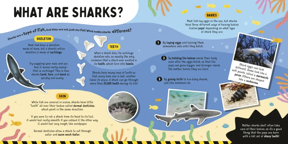 Sharks! US - Paperback / softback