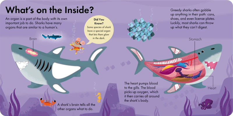 How It Works: Shark US - Board book