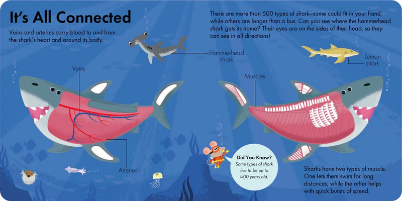 How It Works: Shark US - Board book