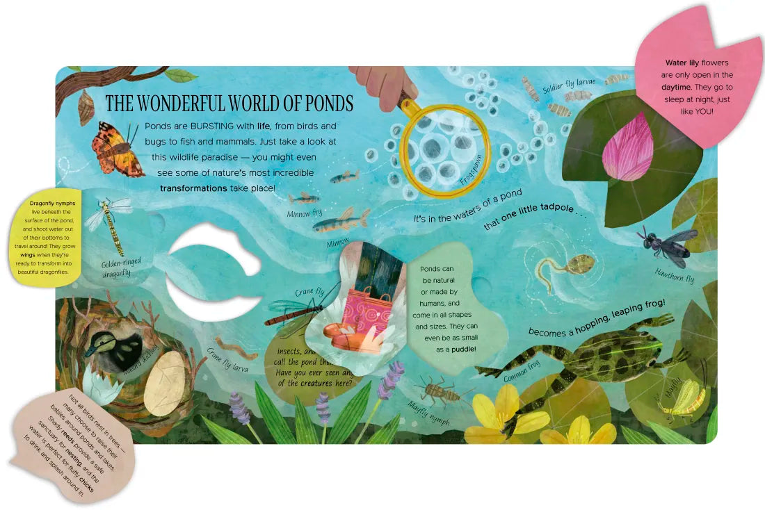 One Little Tadpole US - Board book