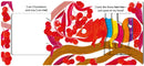 Chameleon's Colors US - Board book