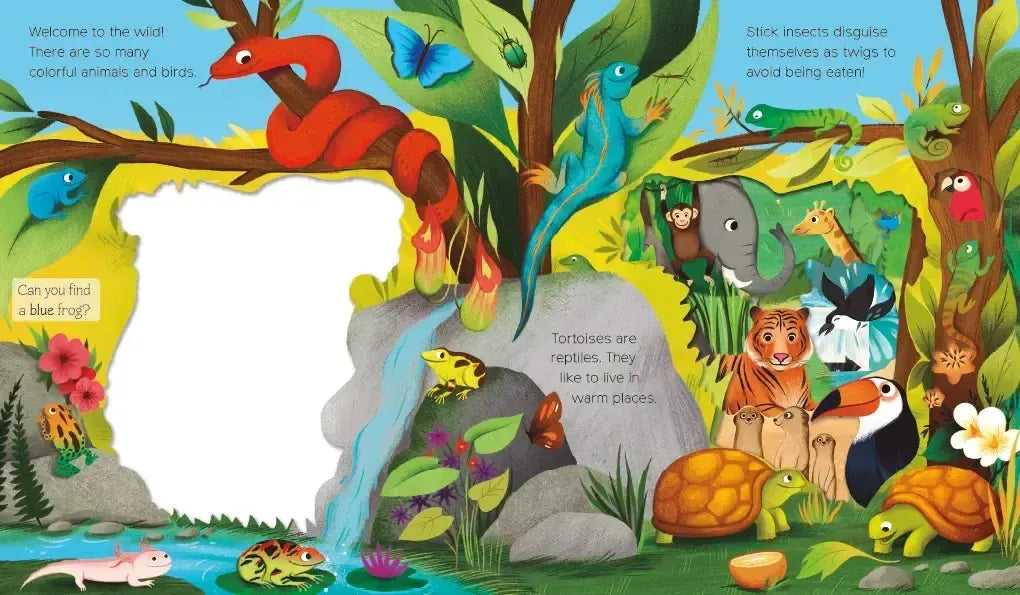 What Can You See? Animal Adventure US - Board book