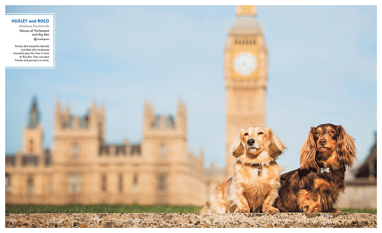 Canines of London inside page 4