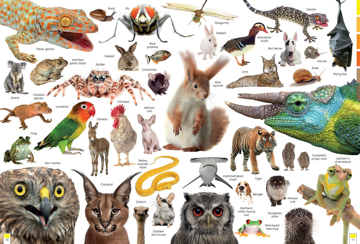 Curious Creatures inside page 3