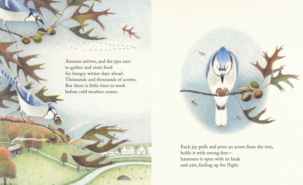 The Blue Jays That Grew a Forest US - Hardback
