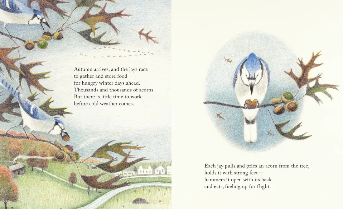 The Blue Jays That Grew a Forest US - Hardback