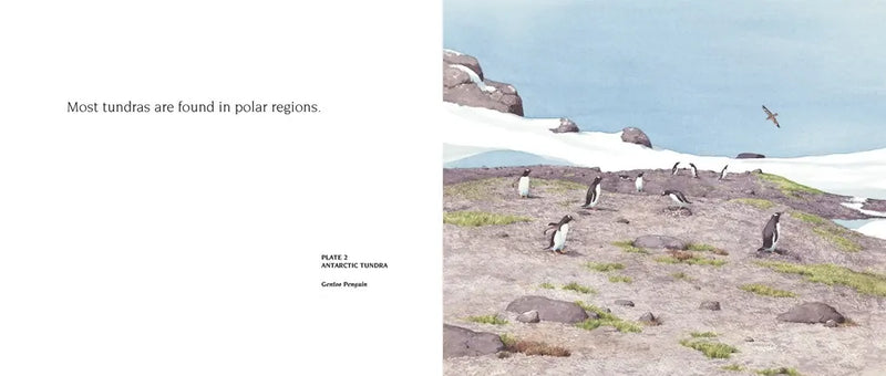 About Habitats: Tundras US - Paperback / softback