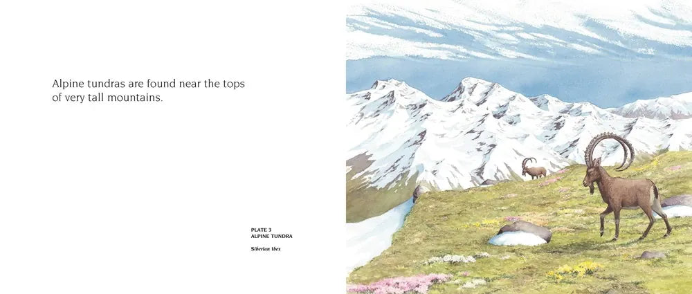 About Habitats: Tundras US - Paperback / softback