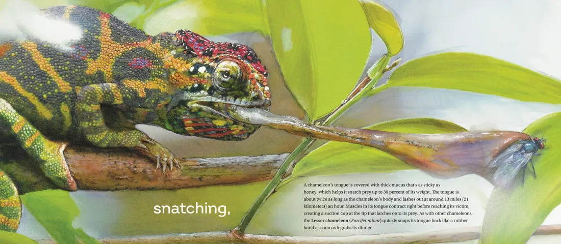 Behold the Chameleon US - Hardback